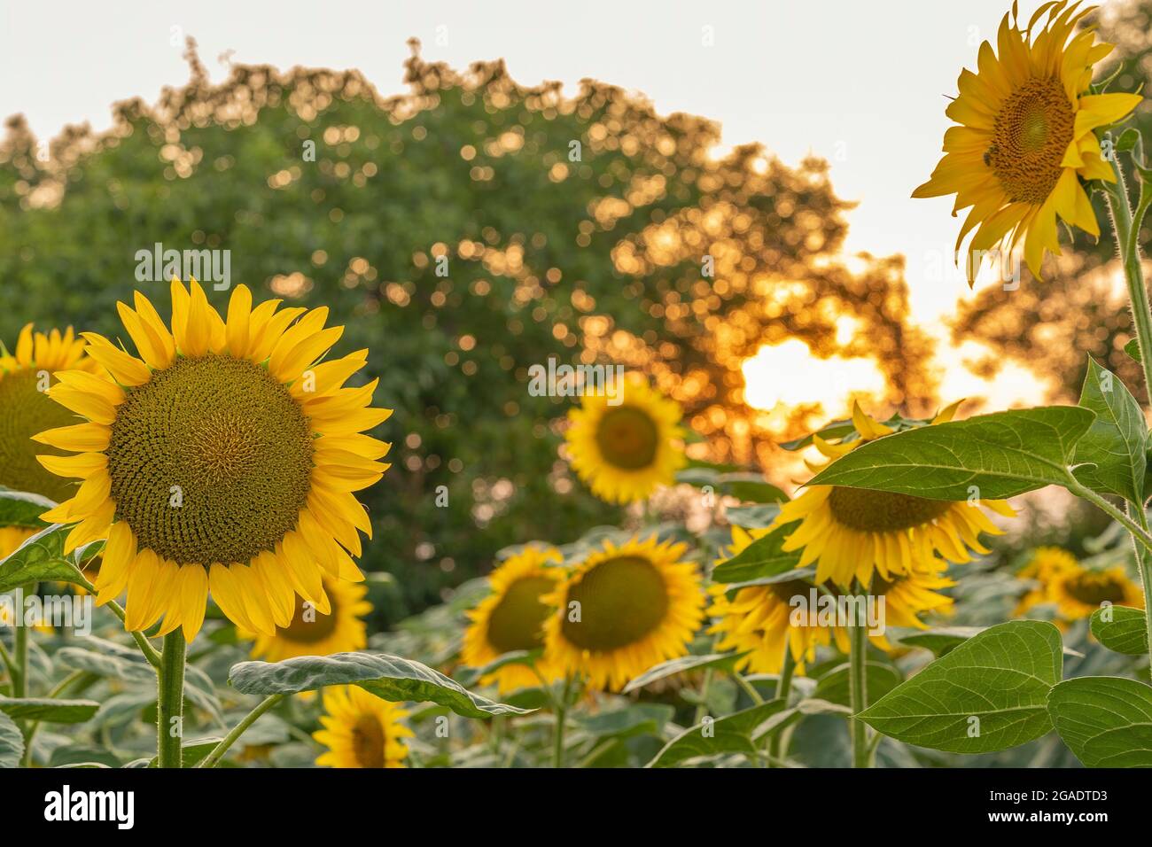 Sunflower in the field at sunset golden hour Stock Photo - Alamy
