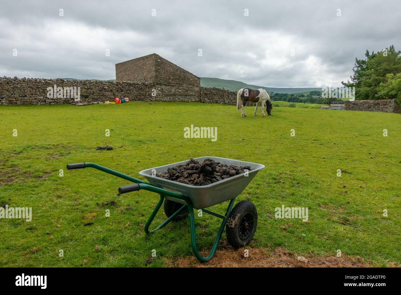 Horse manure collected in a wheelbarrow in a field with a Skewbald horse in the background, Wensleydale, North Yorkshire, UK Stock Photo