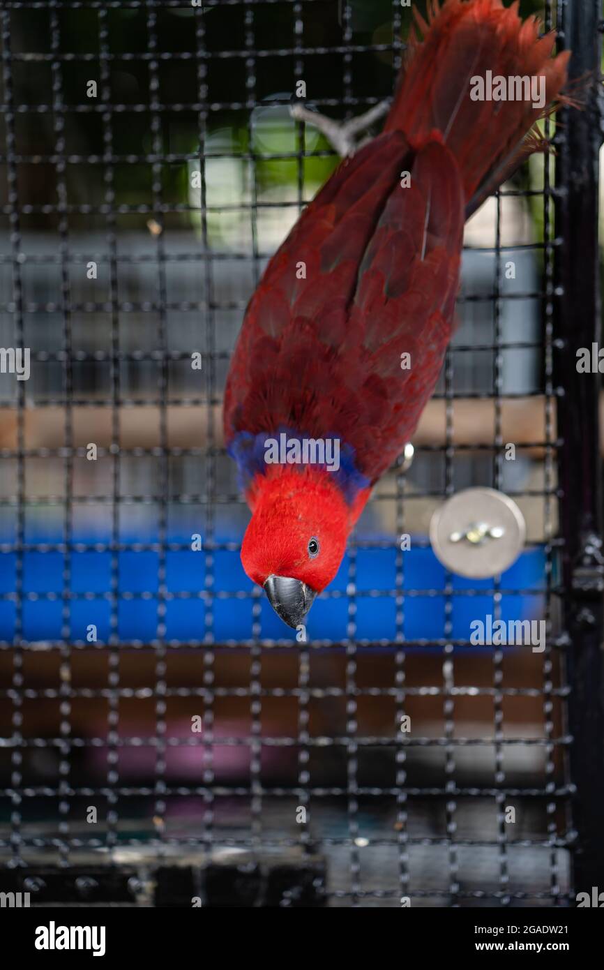 Red And Blue Macaw Cavity Cages And Designs preview