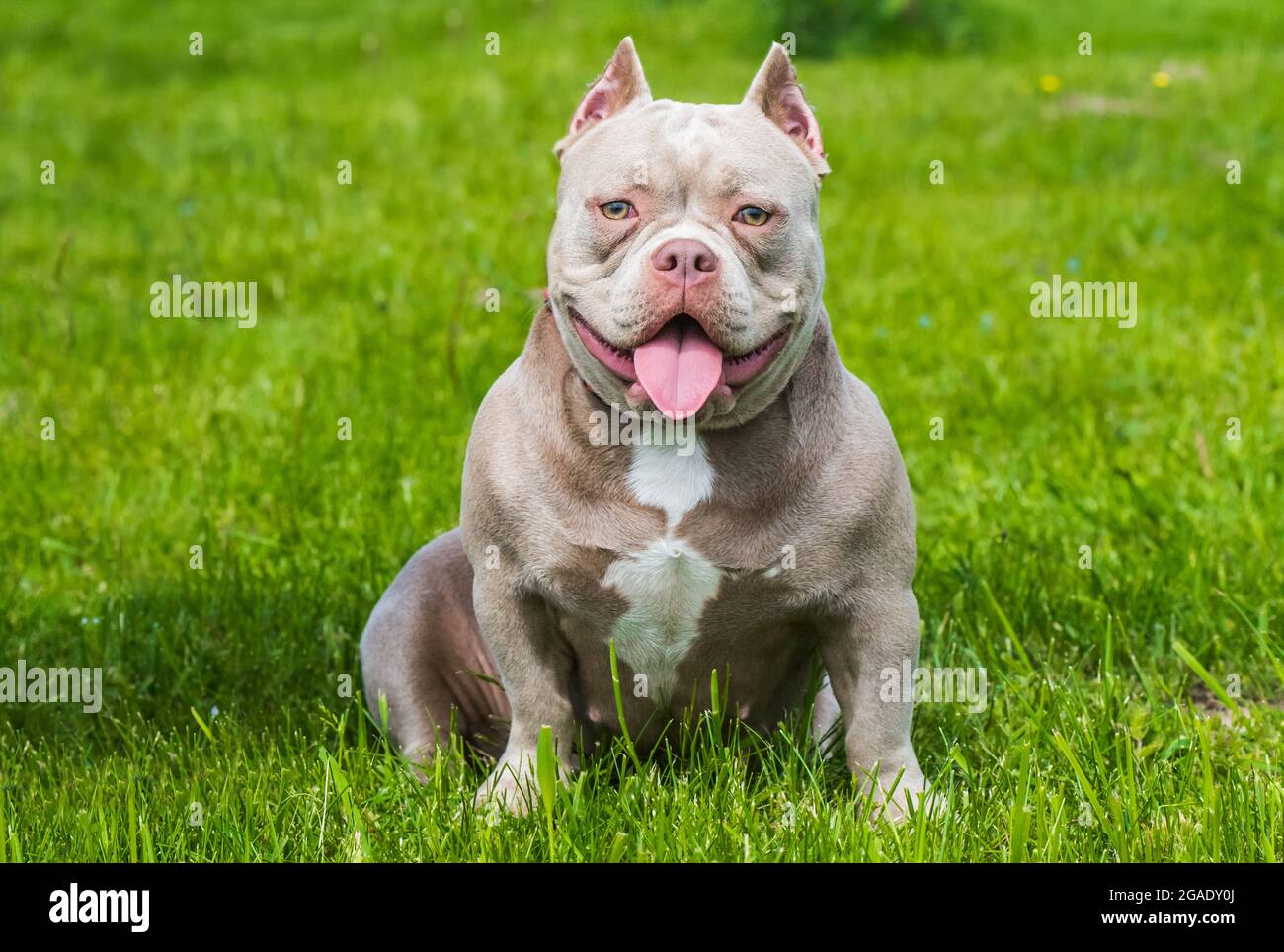 A pocket American Bully puppy dog sitting on green grass Stock Photo - Alamy