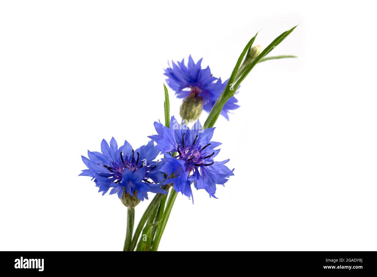 Blue cornflower (Centaurea cyanus) on a white background. Poster. Stock Photo