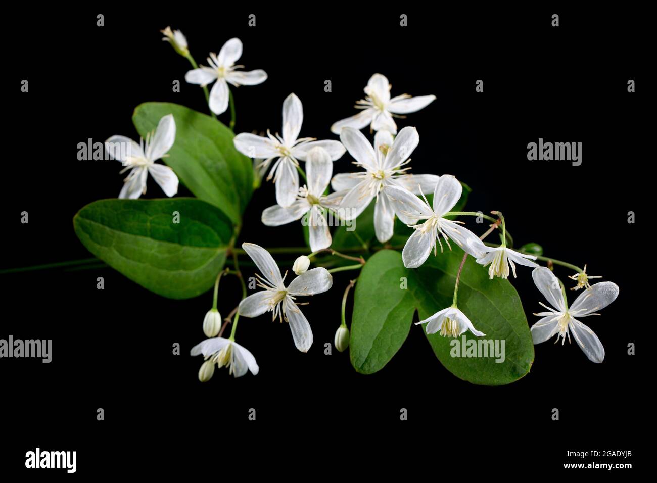 Blooming white clematis on black background. A minimalistic photo for a poster. Stock Photo