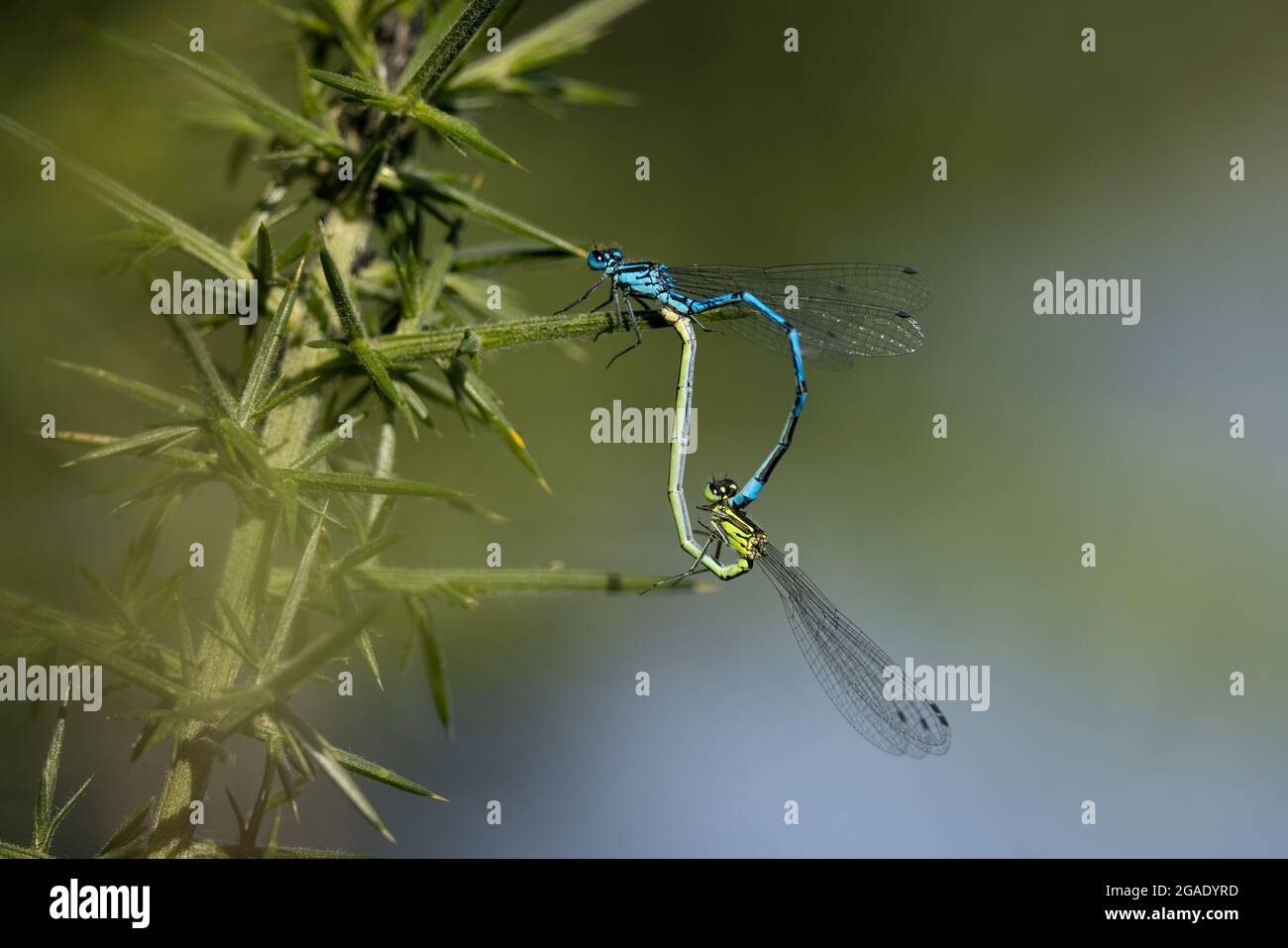 Common Blue damselflies mating Stock Photo - Alamy