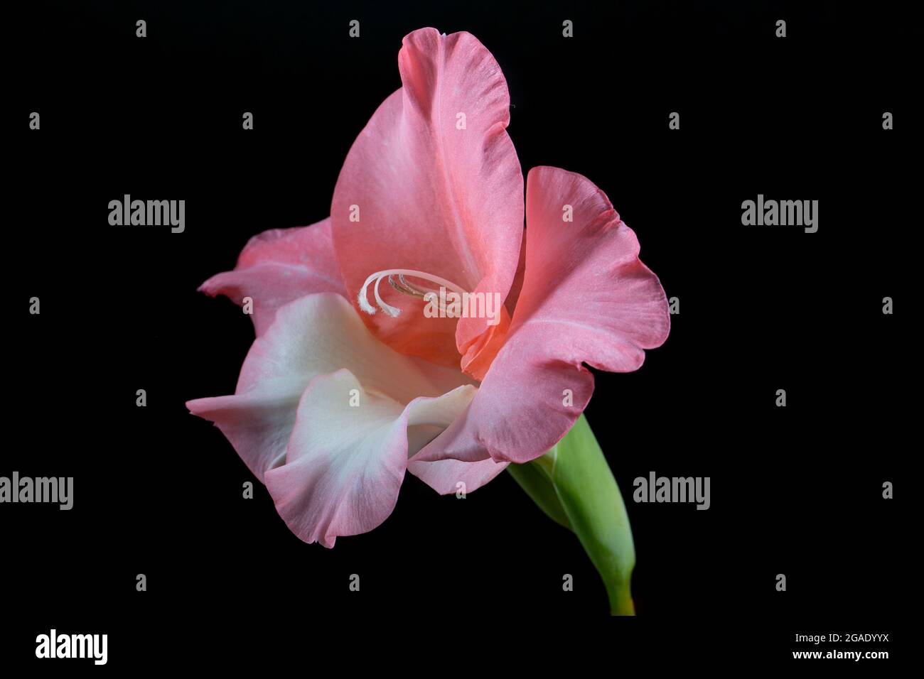 One velvety gladiolus flower bud is pink and white, isolated on a black background. A minimalistic photo for a poster. Stock Photo