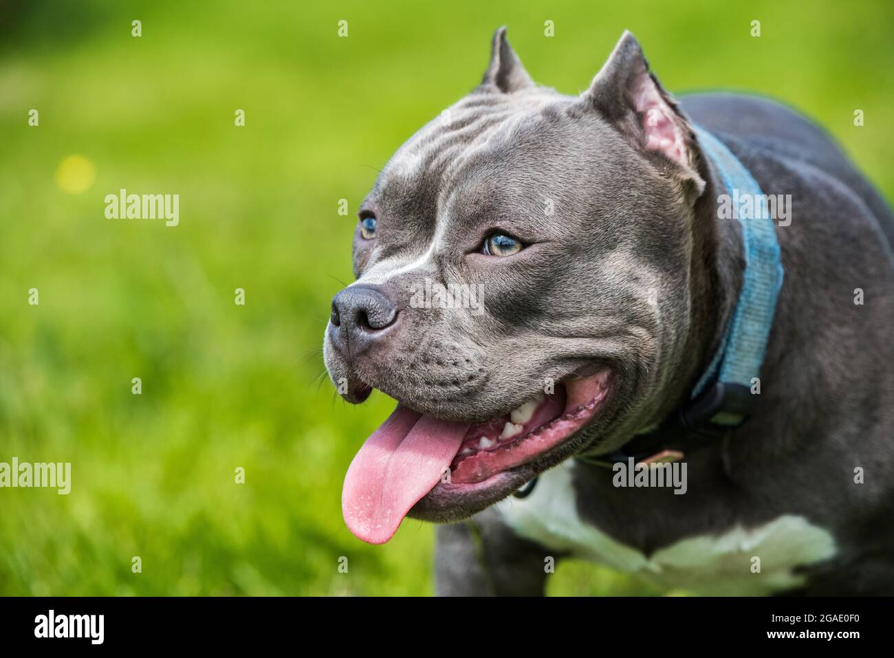 Blue hair American Bully dog female closeup portrait outside on ...