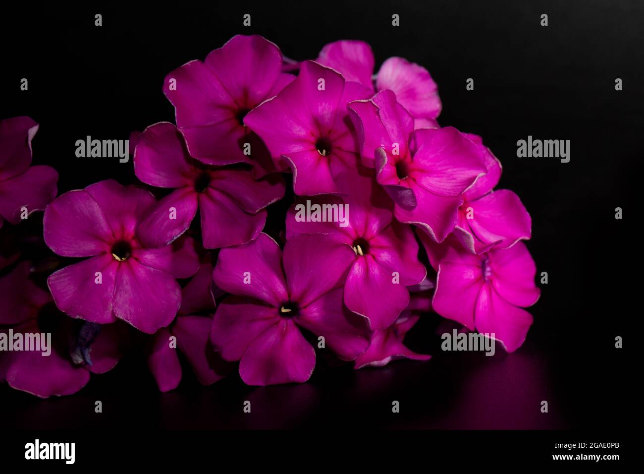 Purple or pink flowers of phlox paniculata on a black background. The poster. Stock Photo