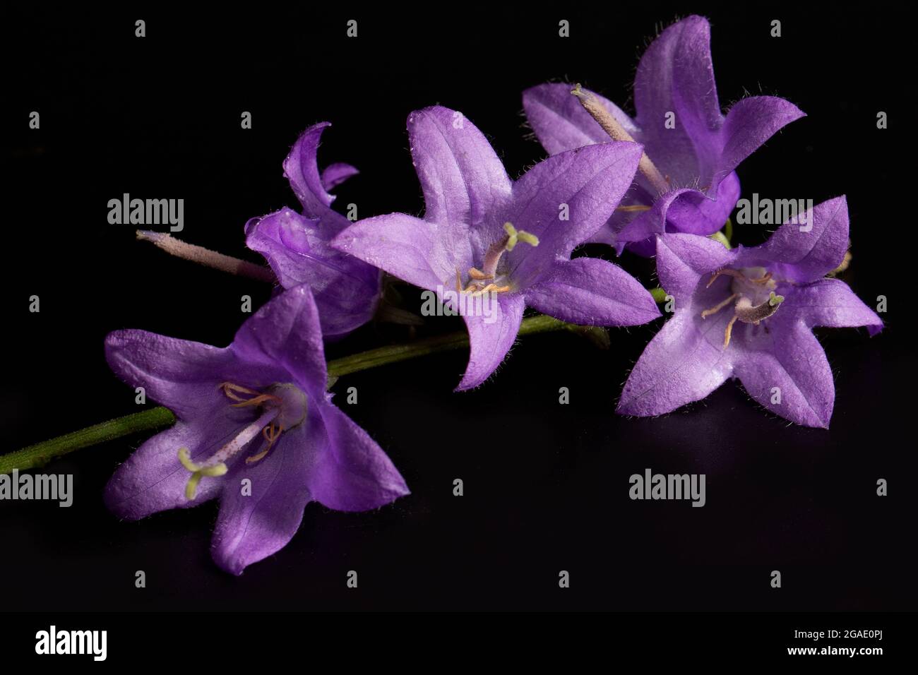 Close-up of the branch of the Otran field bell (Campanula) on a black background. Poster. Stock Photo