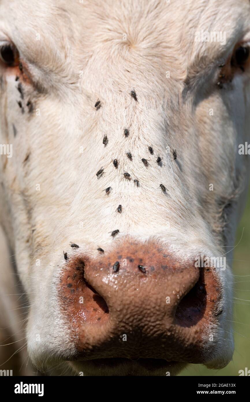 Cattle being bothered by flies on their faces during a hot summer. Yorkshire, UK. Stock Photo