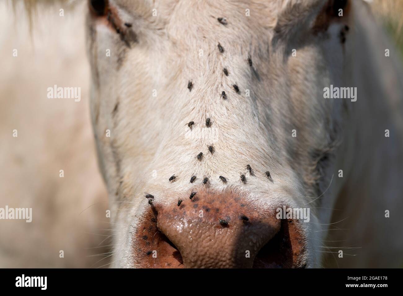Cattle being bothered by flies on their faces during a hot summer. Yorkshire, UK. Stock Photo