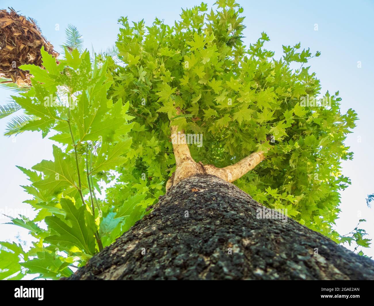 Beautiful foliage deciduous tree hi-res stock photography and images ...