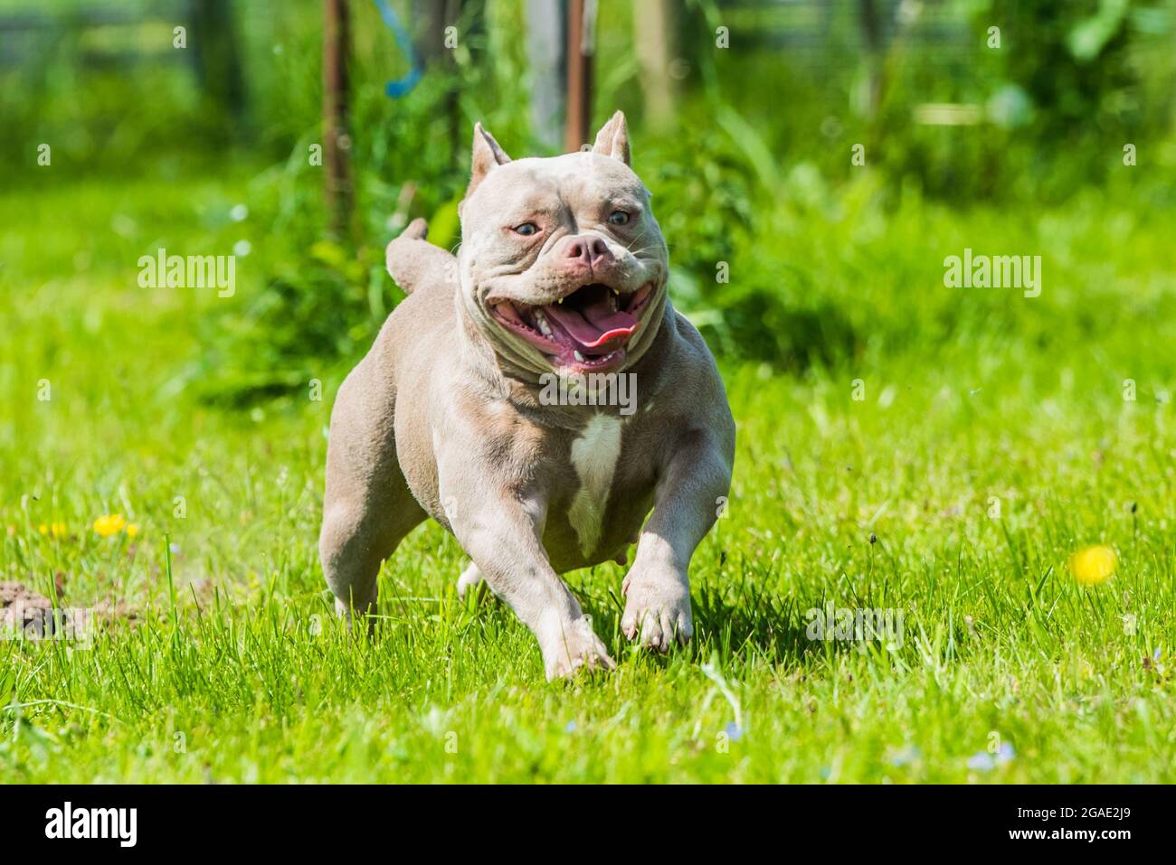 A pocket Lilac color American Bully dog is moving on green grass ...