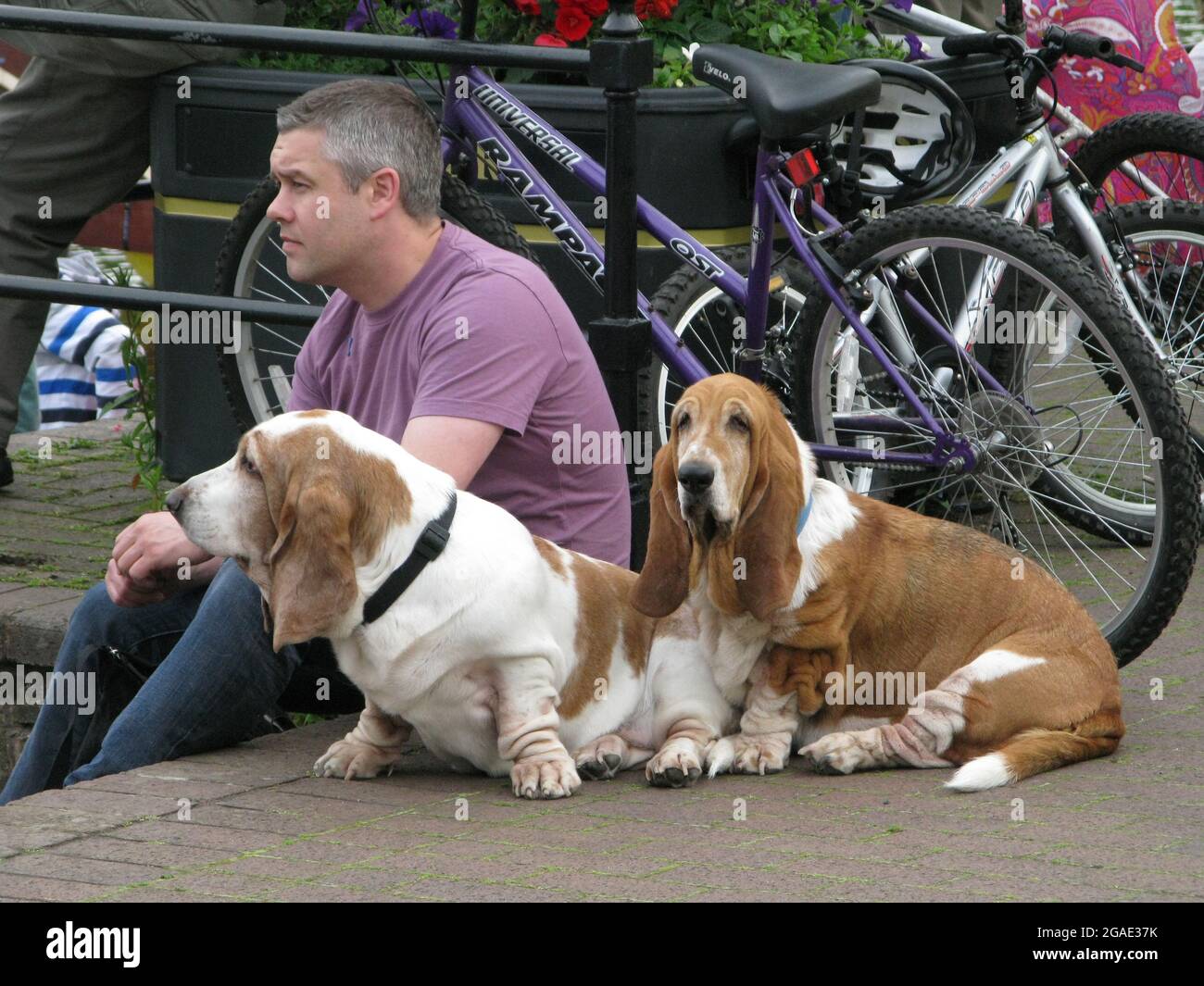 A male dog-owner sits with his two basset hounds in Chester, England, on a hot summer day Stock Photo