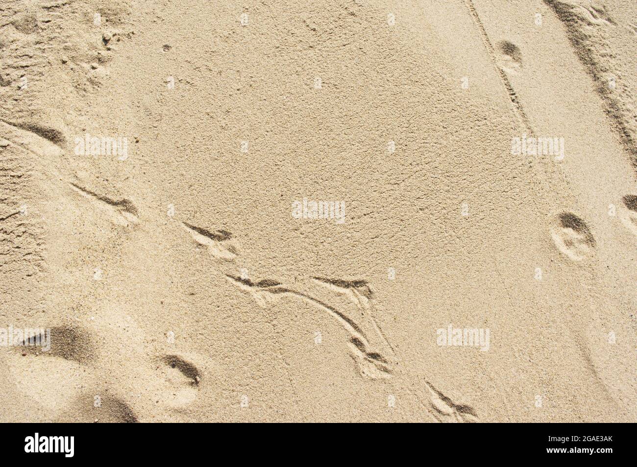 Beige sand pattern texture background with animal tracks Stock Photo