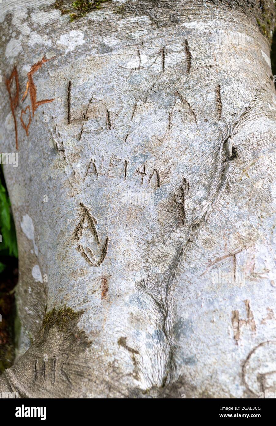 Initials of lovers carved onto the trunk of a tree, Durham, UK. Stock Photo