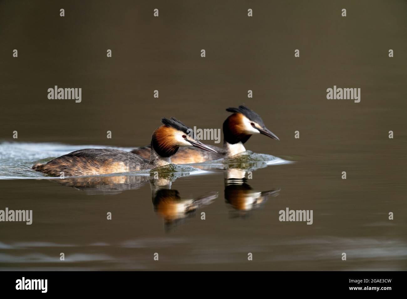 Male and female Great crested grebes -Podiceps cristatus. Spring Stock Photo