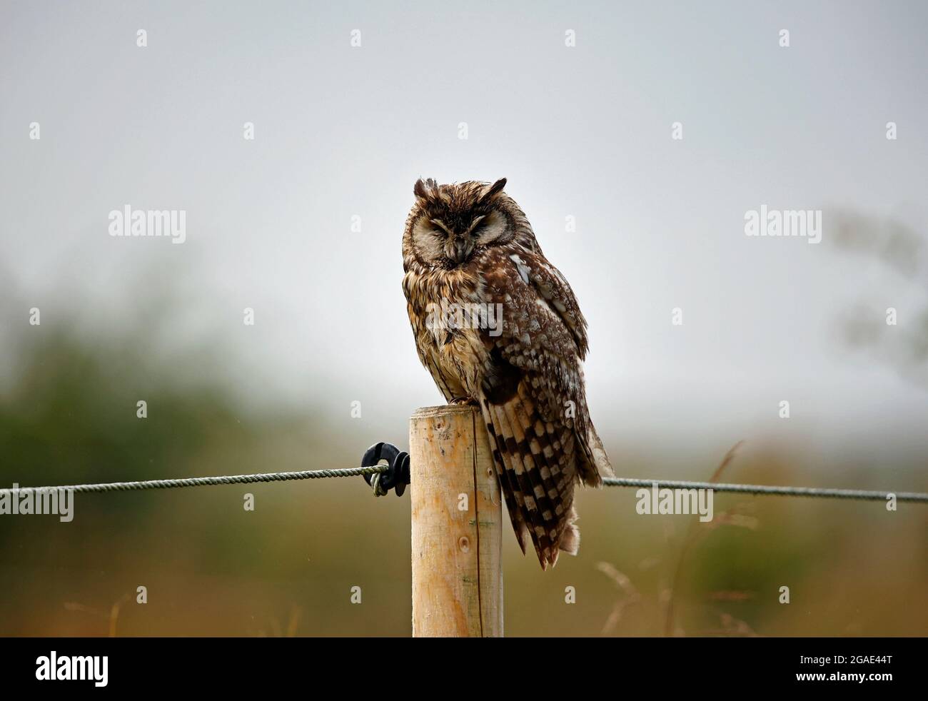 Long eared owl perched on a fence post preening after a rain shower. Stock Photo