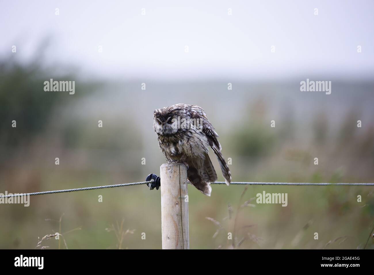 Long eared owl perched on a fence post preening after a rain shower. Stock Photo
