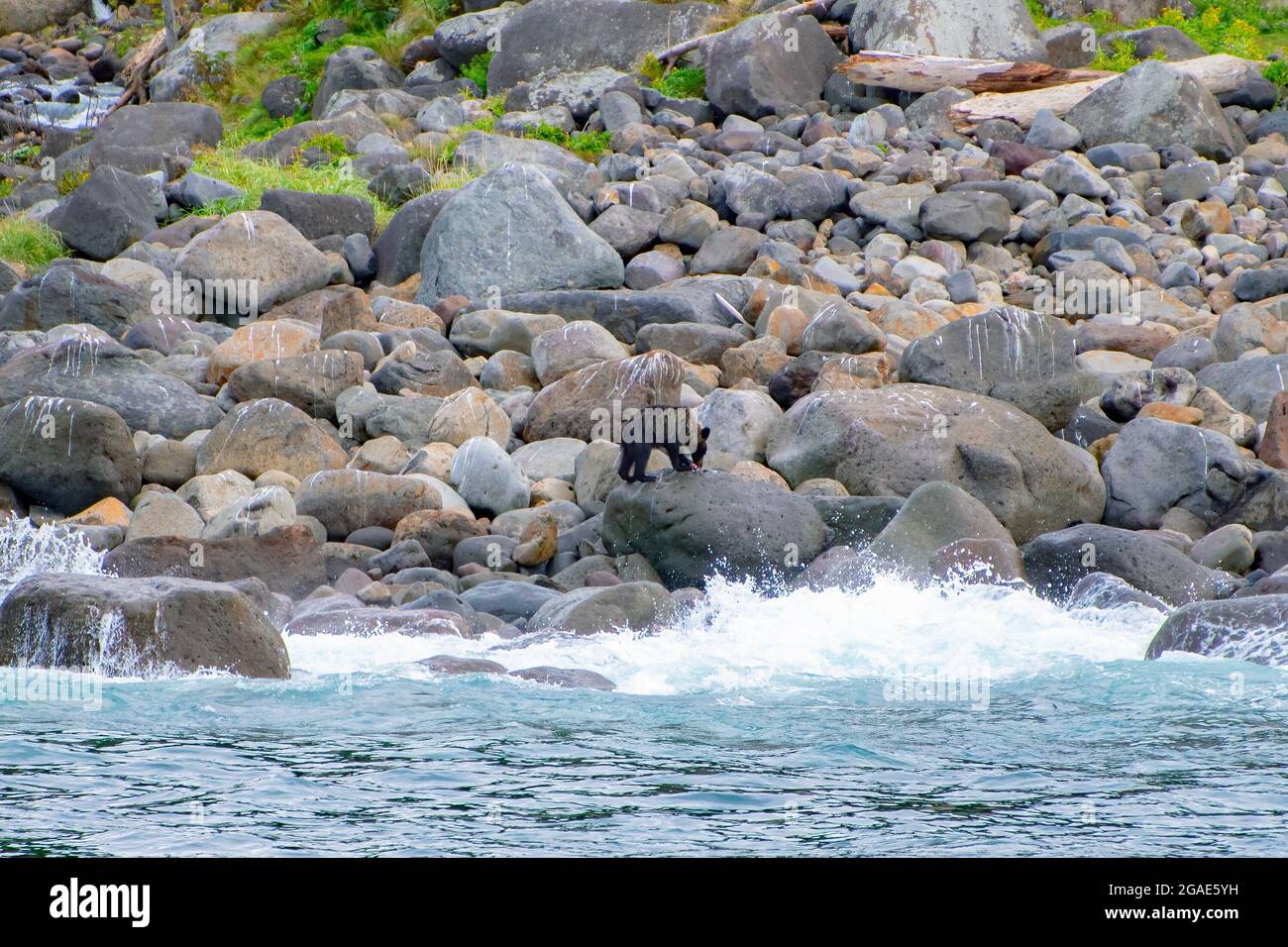 A bear watching cruise trip in Shiretoko taken from a small boat view. Yezo brown bears usually search for food near the coast in Shiretoko, Hokkaido Stock Photo