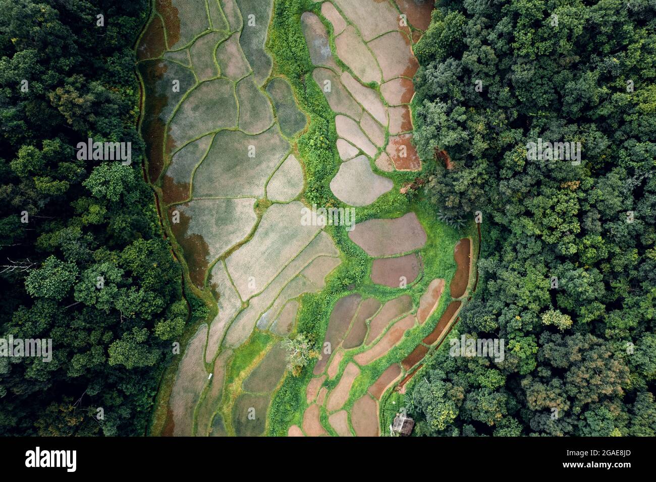 Aerial view of terraced rice fields in the forest Stock Photo - Alamy