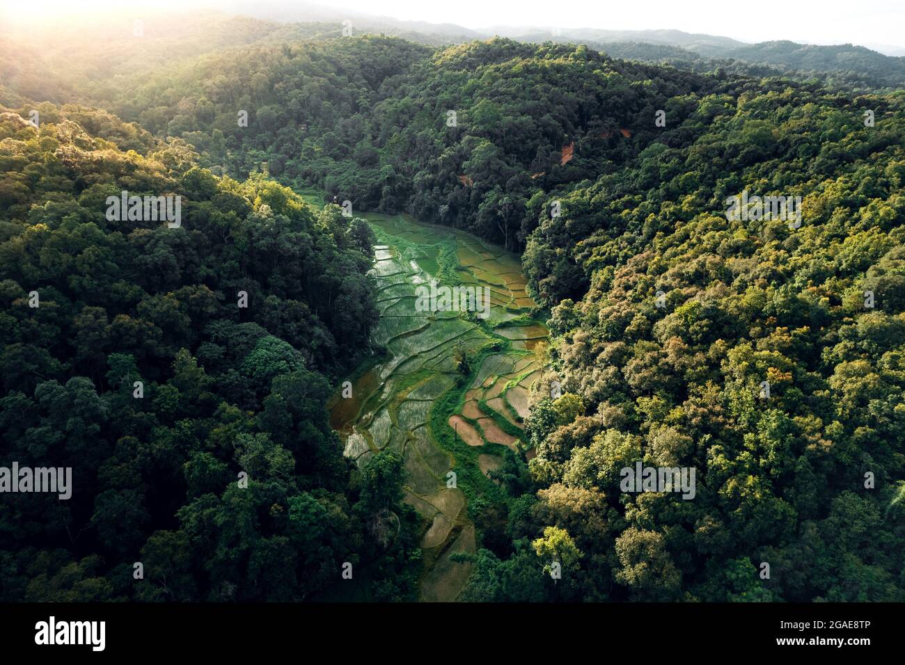 Aerial view of terraced rice fields in the forest Stock Photo - Alamy