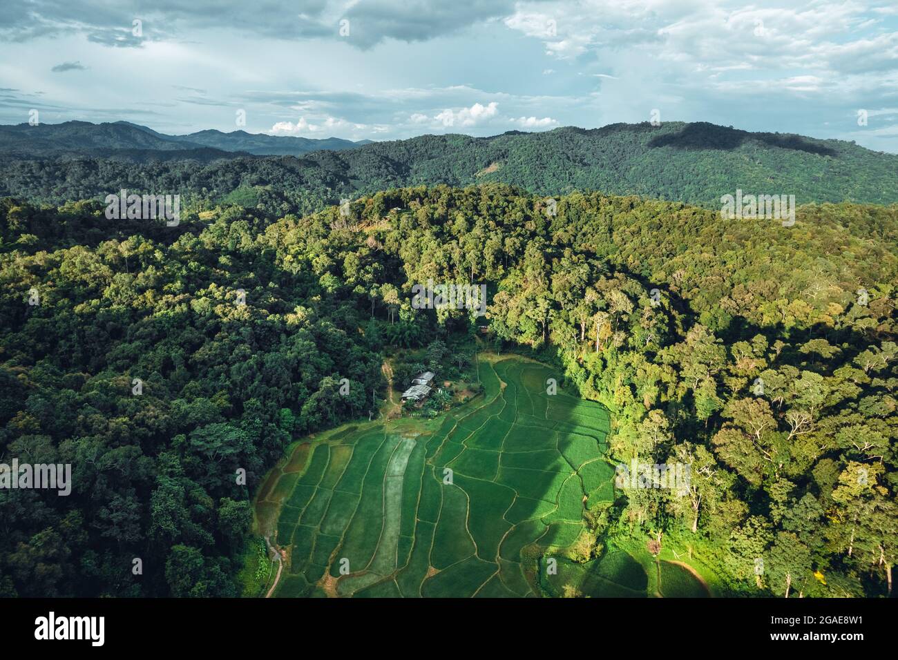 Aerial view of terraced rice fields in the forest Stock Photo - Alamy