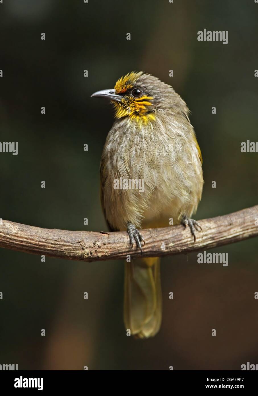 Stripe-throated Bulbul (Pycnonotos finlaysoni eous) adult perched on branch Kaeng Krachan, Thailand            February Stock Photo