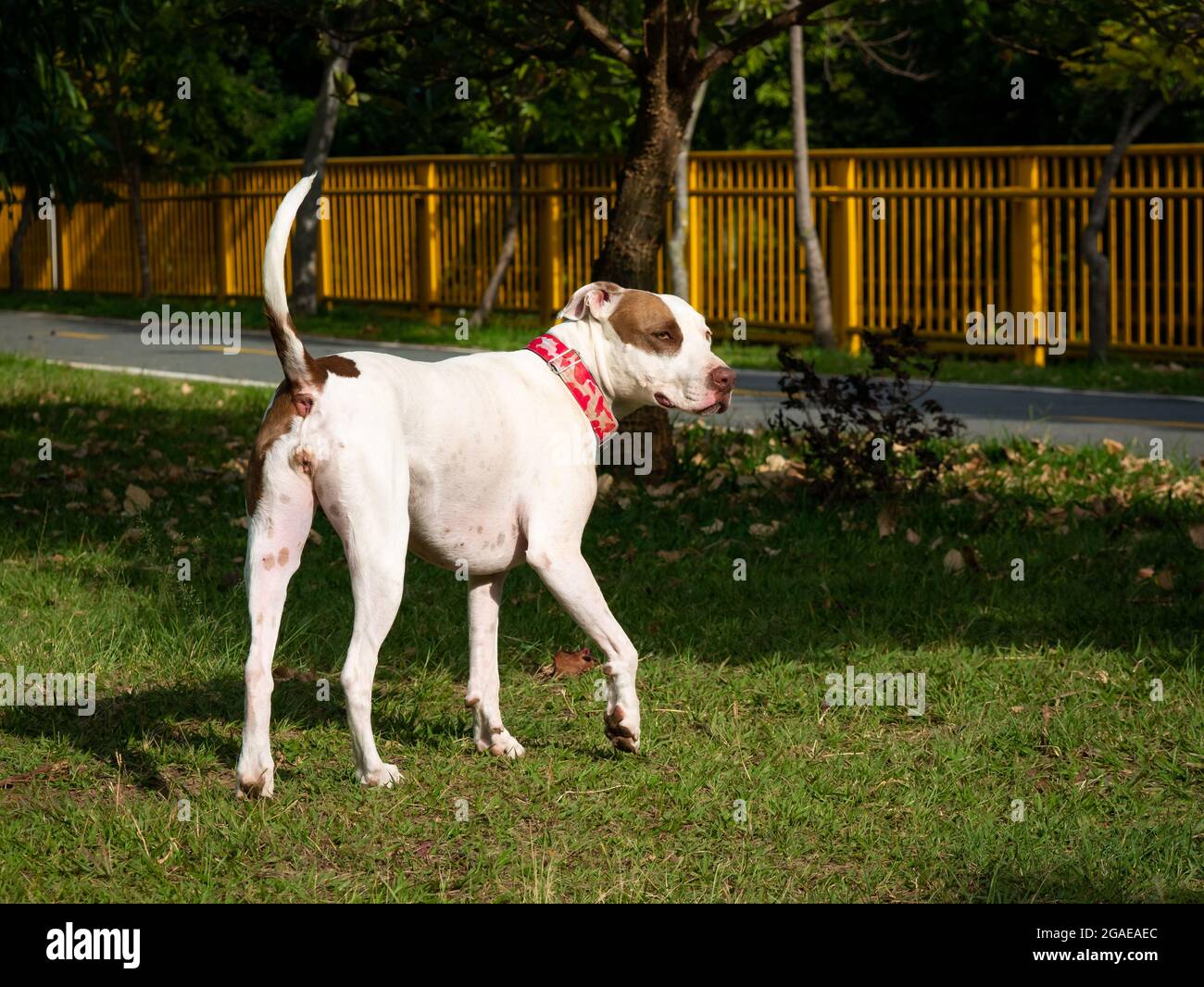 American Pitbull Terrier Dog is Happy Walking in the Public Park in  Medellin, Colombia Stock Photo - Alamy