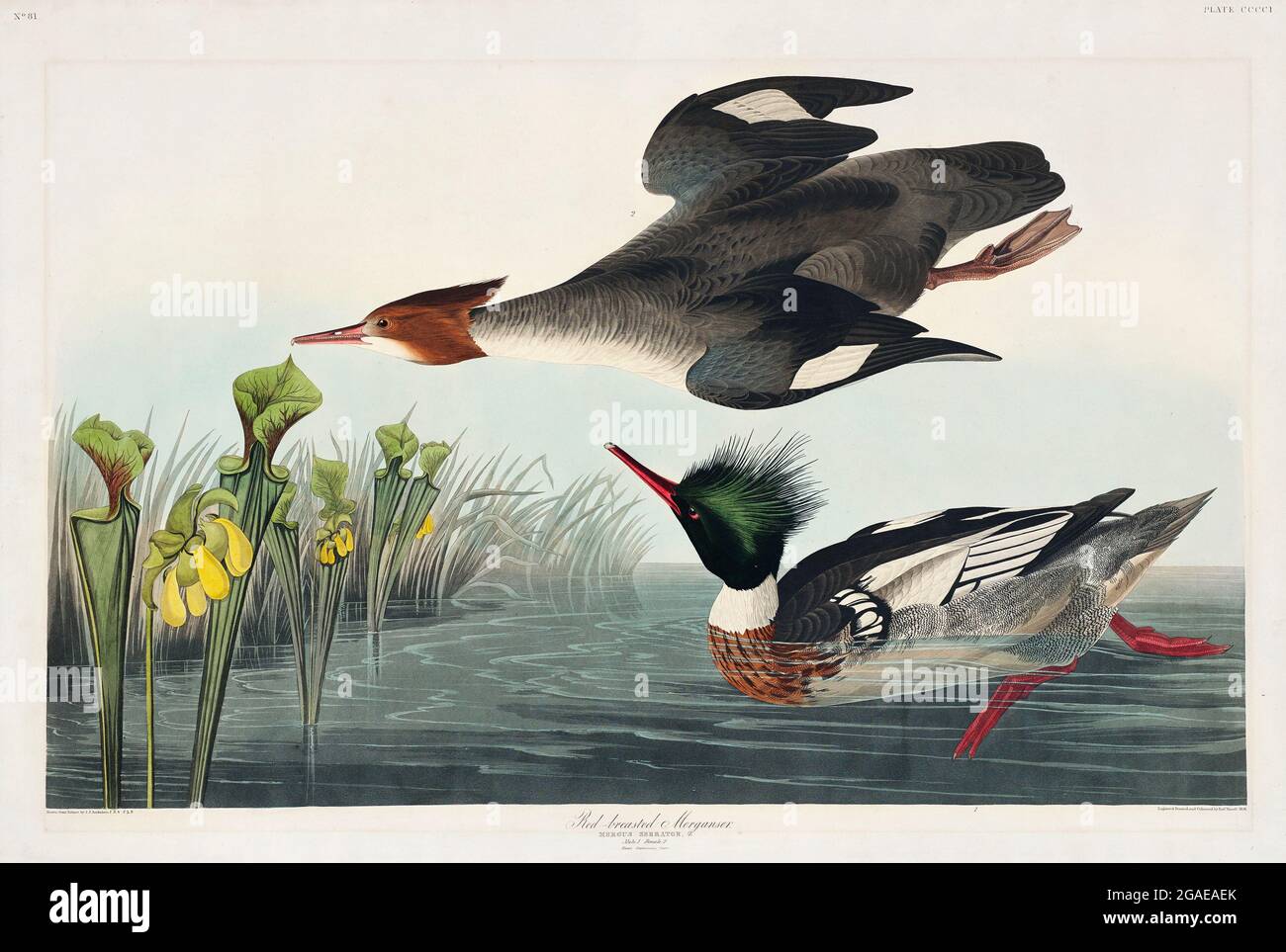 Birds of America vintage illustrations Stock Photo