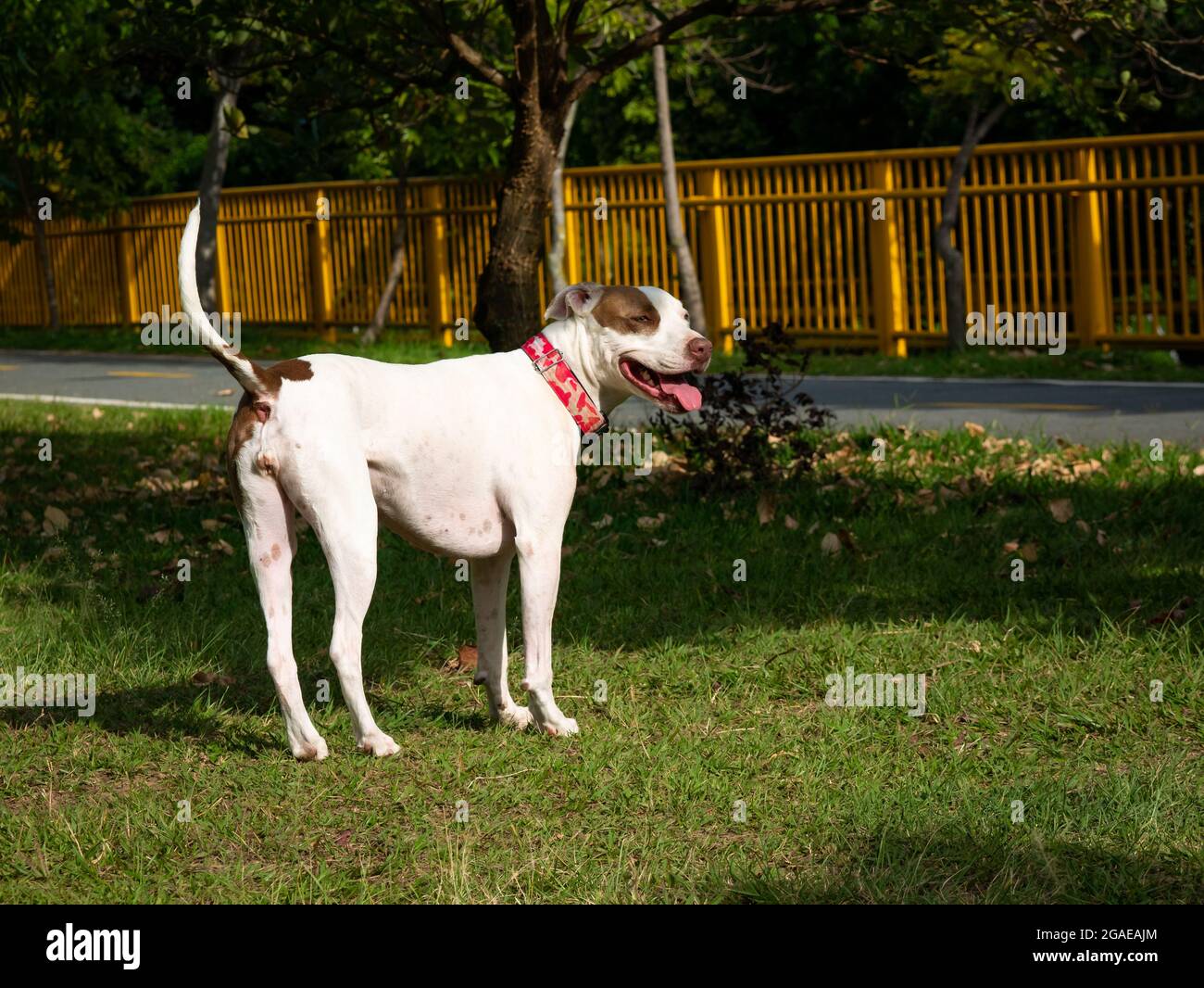 American Pitbull Terrier Dog is Happy Walking in the Public Park in Medellin, Colombia Stock Photo