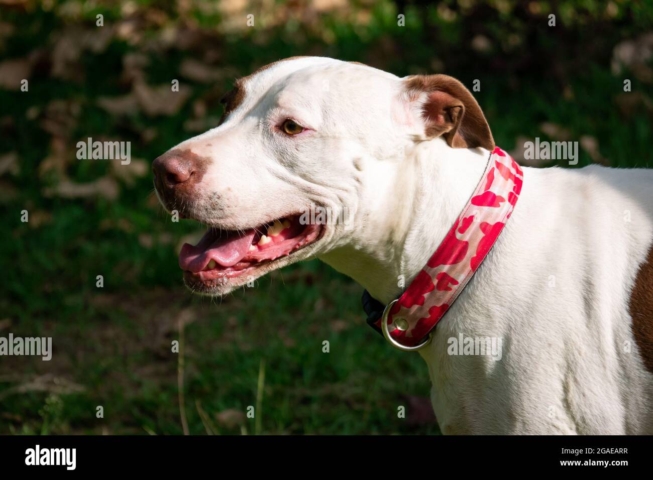 American Pitbull Terrier Dog is Happy Walking in the Public Park in Medellin, Colombia Stock Photo