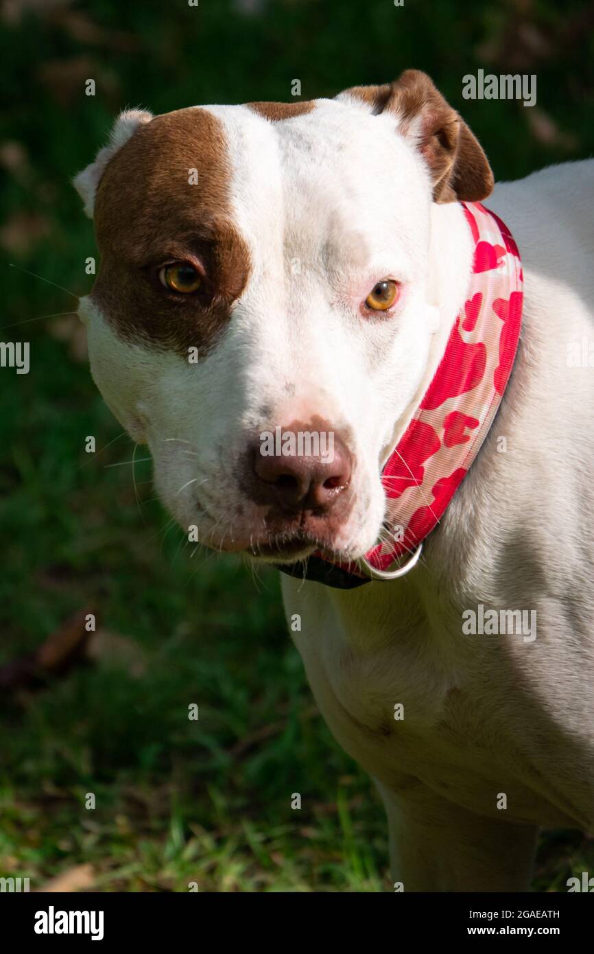 American Pitbull Terrier Portrait in the Public Park in Medellin, Colombia Stock Photo