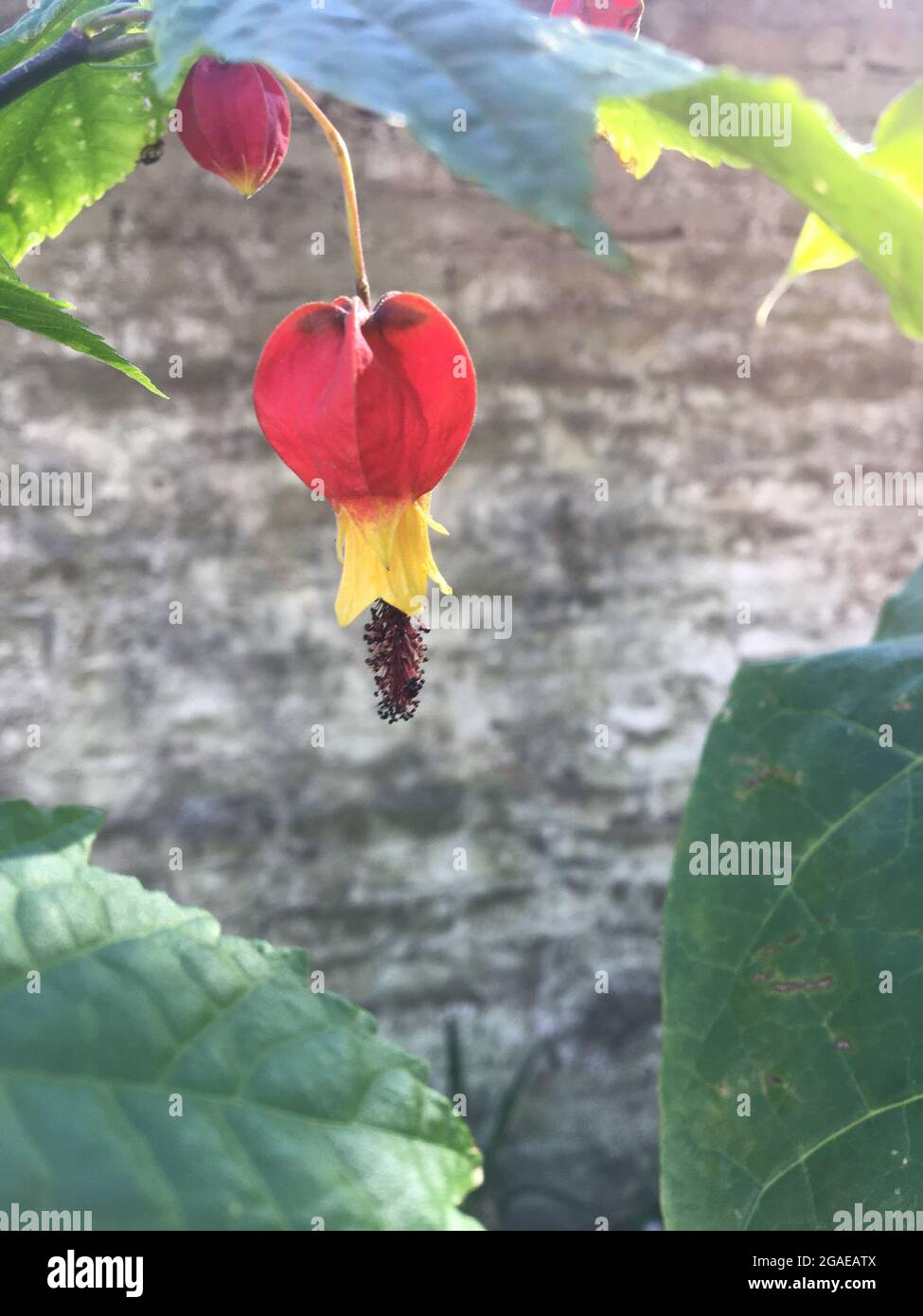 Flowers of an abutilon Stock Photo