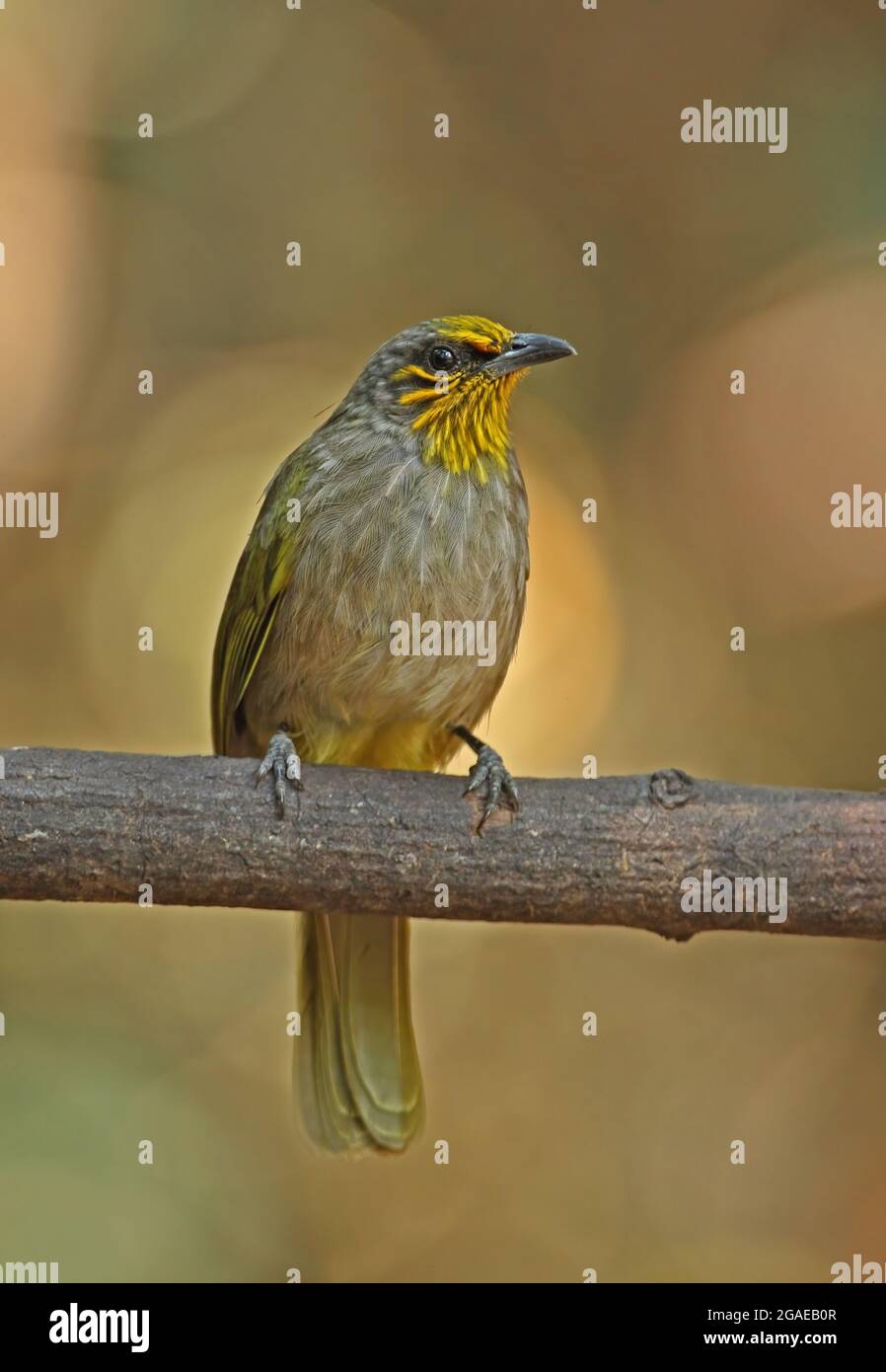 Stripe-throated Bulbul (Pycnonotos finlaysoni eous) adult perched on branch Kaeng Krachan, Thailand            February Stock Photo