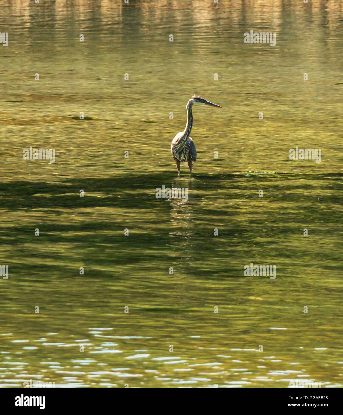 Ardea herodias, or Great Blue Heron lives year round on the BC coast. Calm water, green reflection, solitary heron standing. Stock Photo