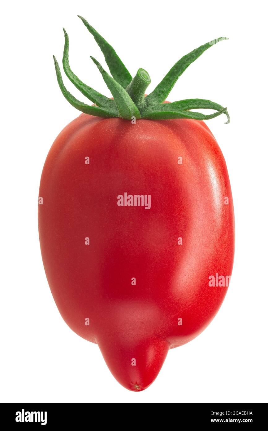 Plumelike heirloom tomato (Solanum lycopersicum fruit), Korean elongated or Koreiskiy prodolgovaty variety, isolated Stock Photo