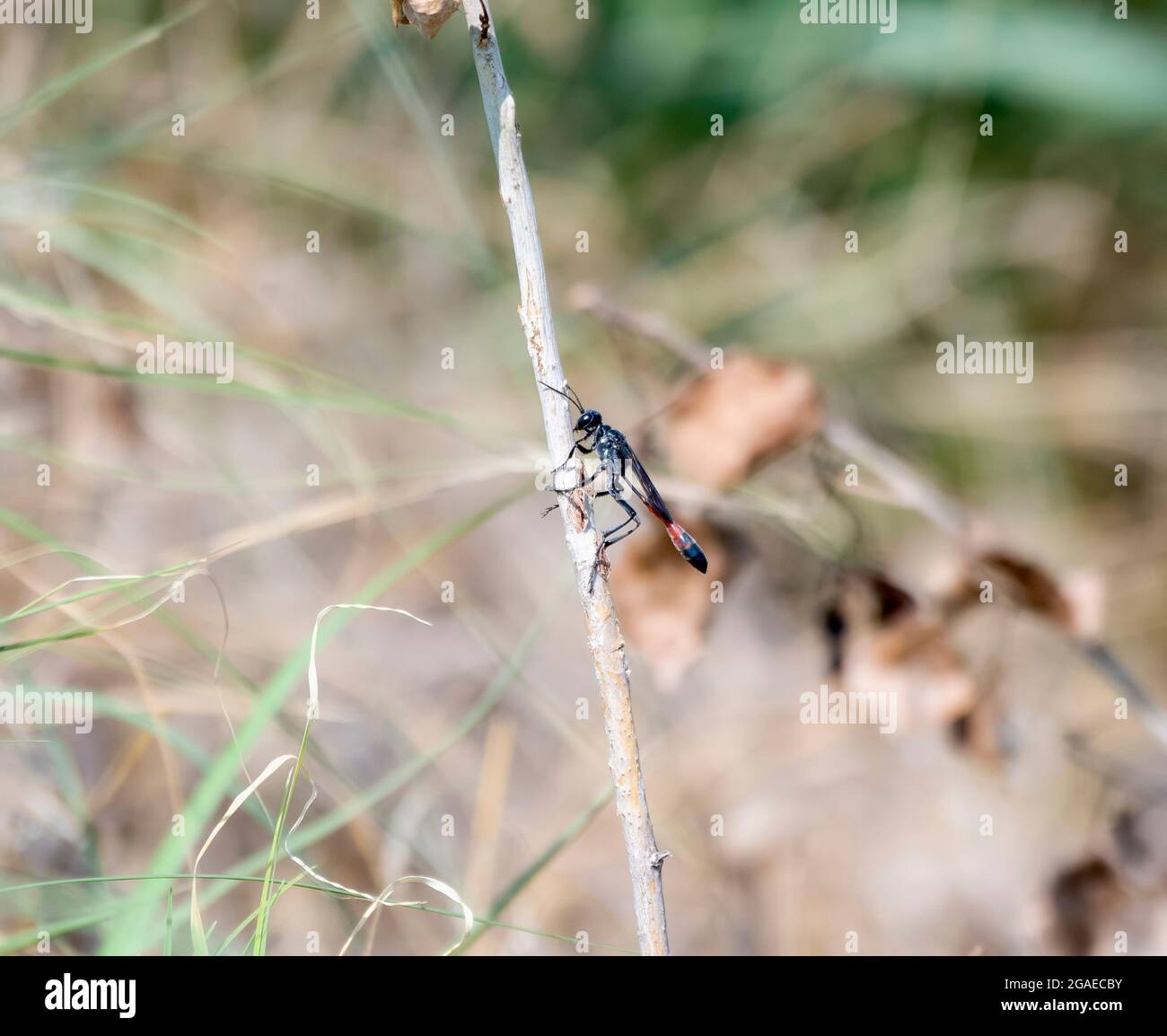 A Very Large Black and Red Thread-waisted Sand Wasp (Genus Ammophila) Perched on Dried Vegetation Stock Photo