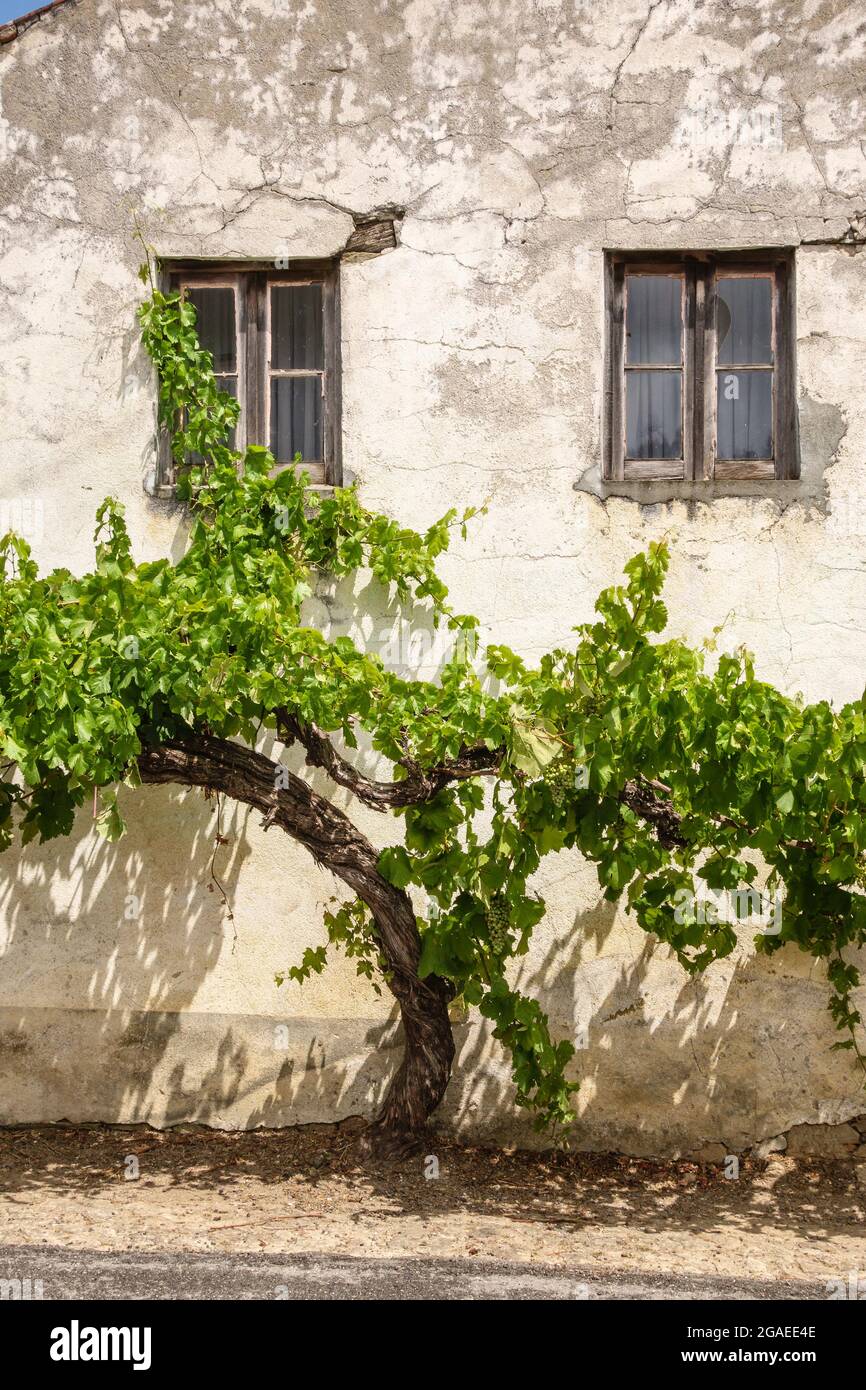 Grapevines growing outside an old house in the village of Vila Facaia
