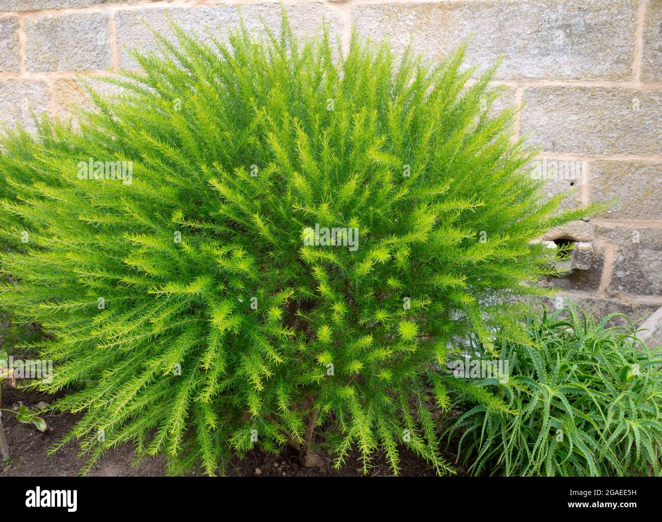 Bright green fluffy ornamental shrub. Prickly spider-flower plants or juniper-leaf grevillea. Stock Photo