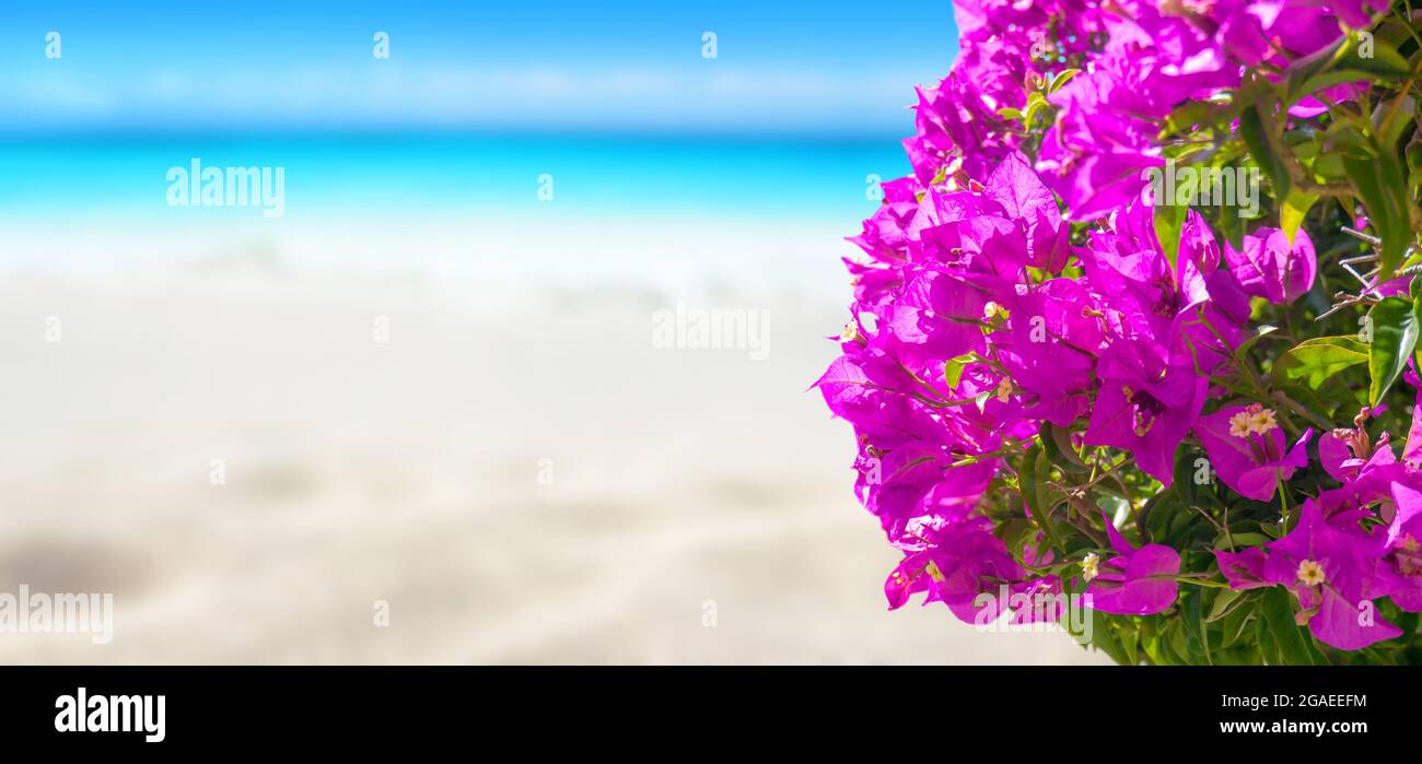 Bougainvillea purple flowers and sandy beach. Tropical island paradise. Bright turquoise ocean water. Sandy shore washing by the wave. Dreams summer v Stock Photo