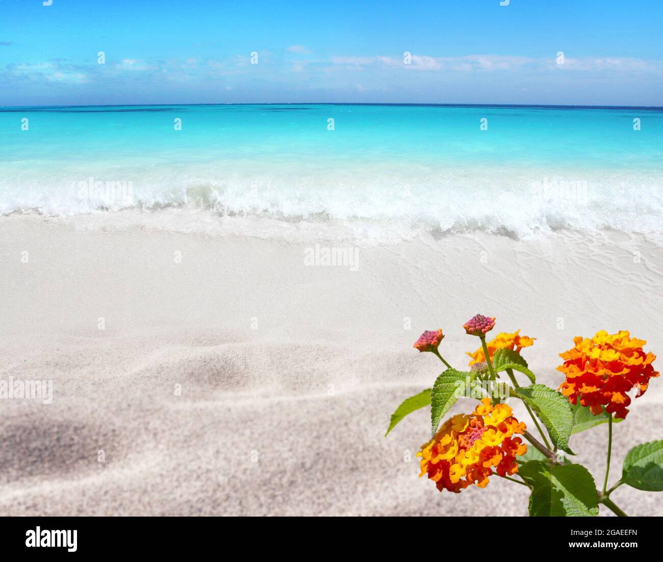 Lantana bright yellow orange flowers and sandy beach. Tropical island paradise. Bright turquoise ocean water. Sandy shore washing by the wave. Dreams Stock Photo