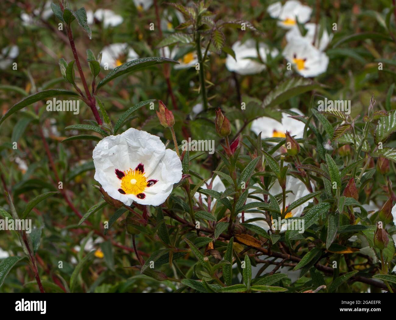 Cistus ladanifer or labdanum or gum rockrose flowering plant. White spotted flower, buds and leaves Stock Photo