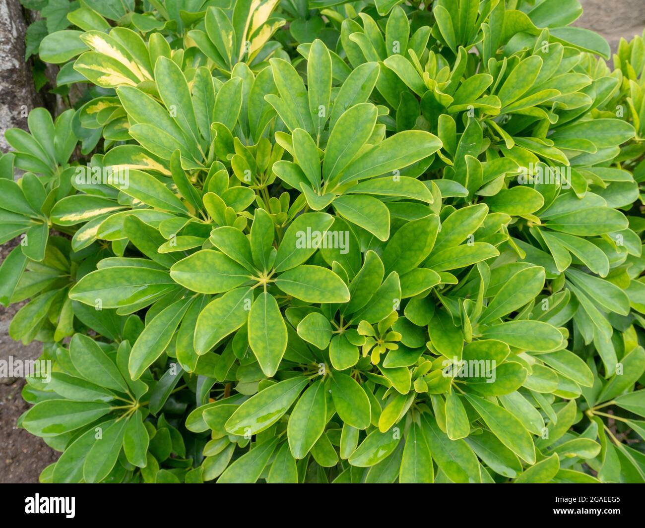 Schefflera arboricola or dwarf umbrella tree evergreen shrub plant. Green leaves with leaflets. Stock Photo
