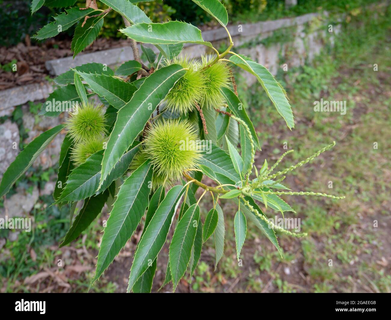 Castanea sativa the sweet or Spanish chestnut tree branch with leaves and spiny cupules Stock Photo
