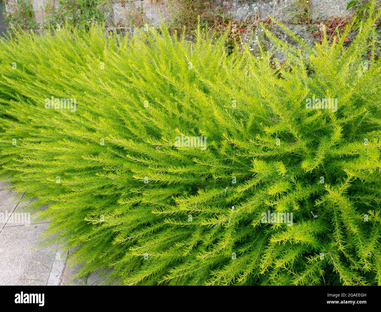 Bright green fluffy decorative shrubs. Prickly spider-flower plants or juniper-leaf grevillea. Stock Photo