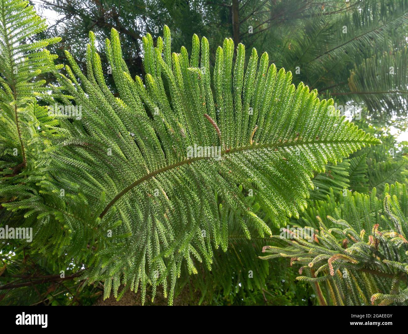 Araucaria columnaris the coral reef or Cook araucaria branch with horizontal branchlets Stock Photo
