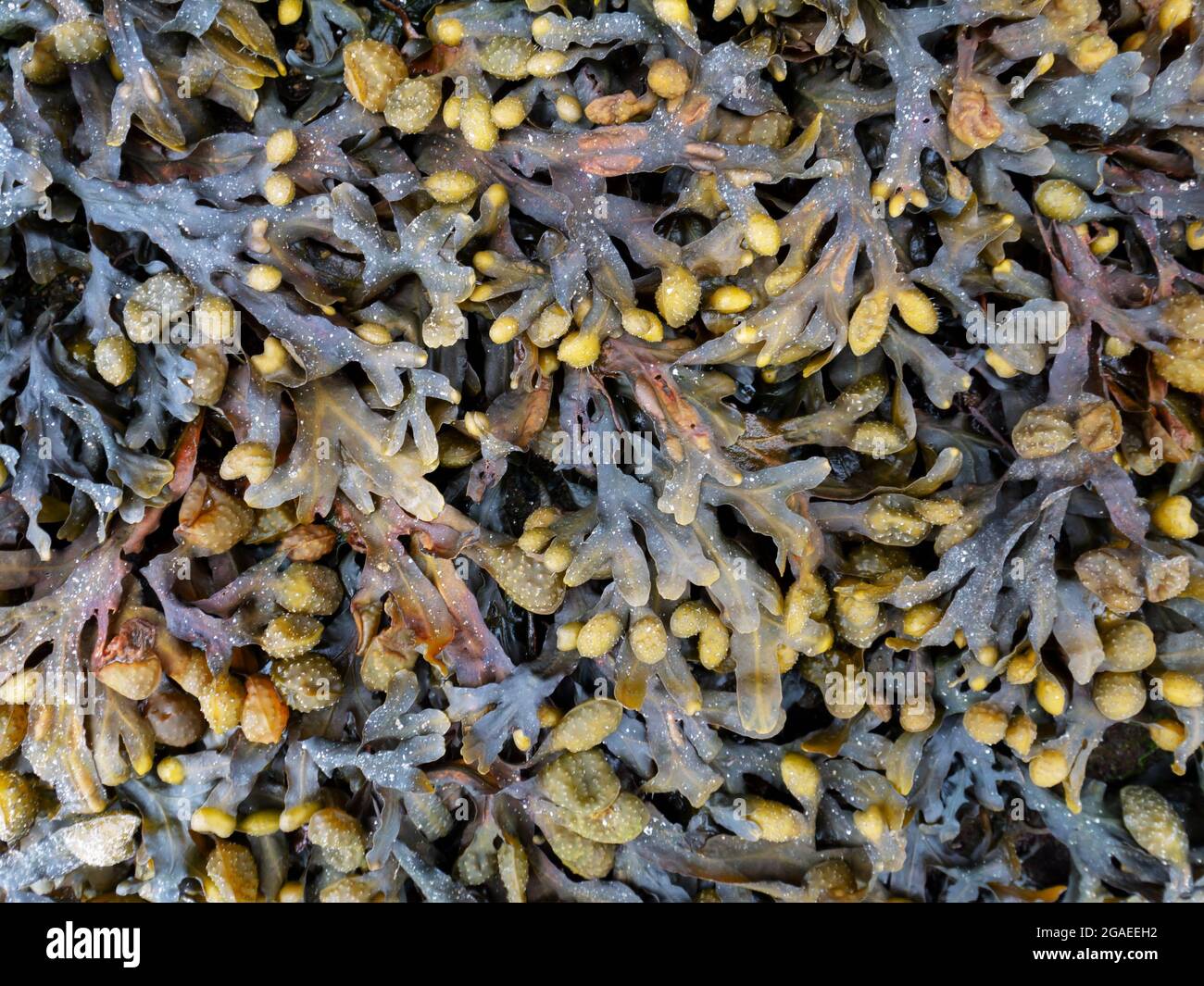 Fucus vesiculosus. Bladder wrack seaweed during low tide. Stock Photo