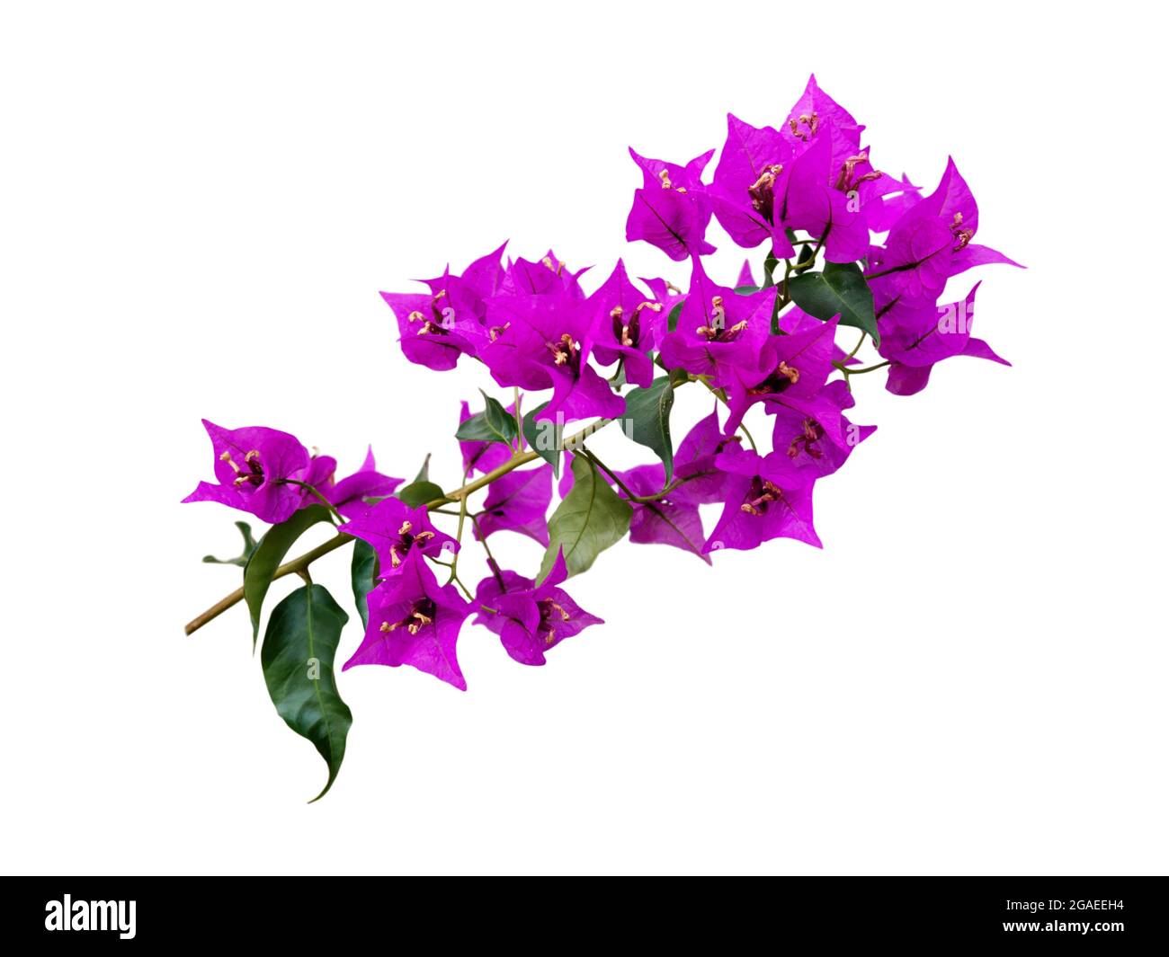 Bougainvillea bright purple tropical flowers branch isolated on white Stock  Photo - Alamy