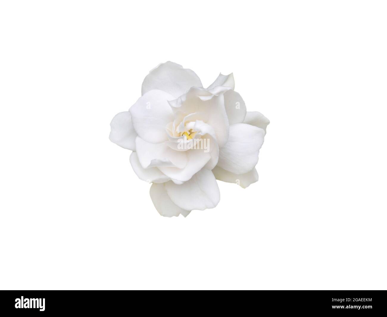 Gardenia jasminoides fragrant flower top view isolated on white Stock Photo