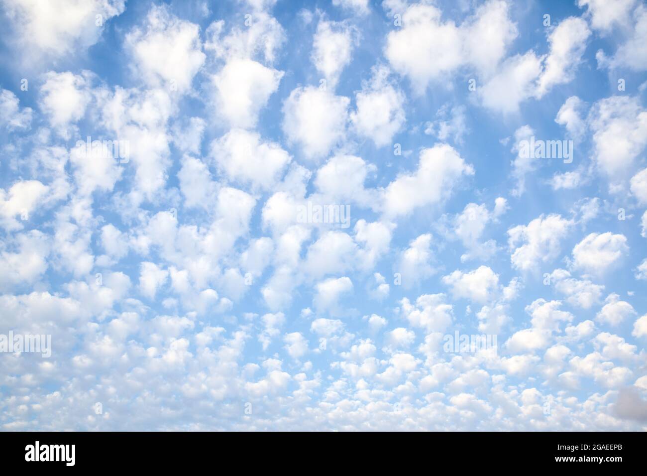 Sky with multitude white small clouds , may be used as background. Cloudscape Stock Photo