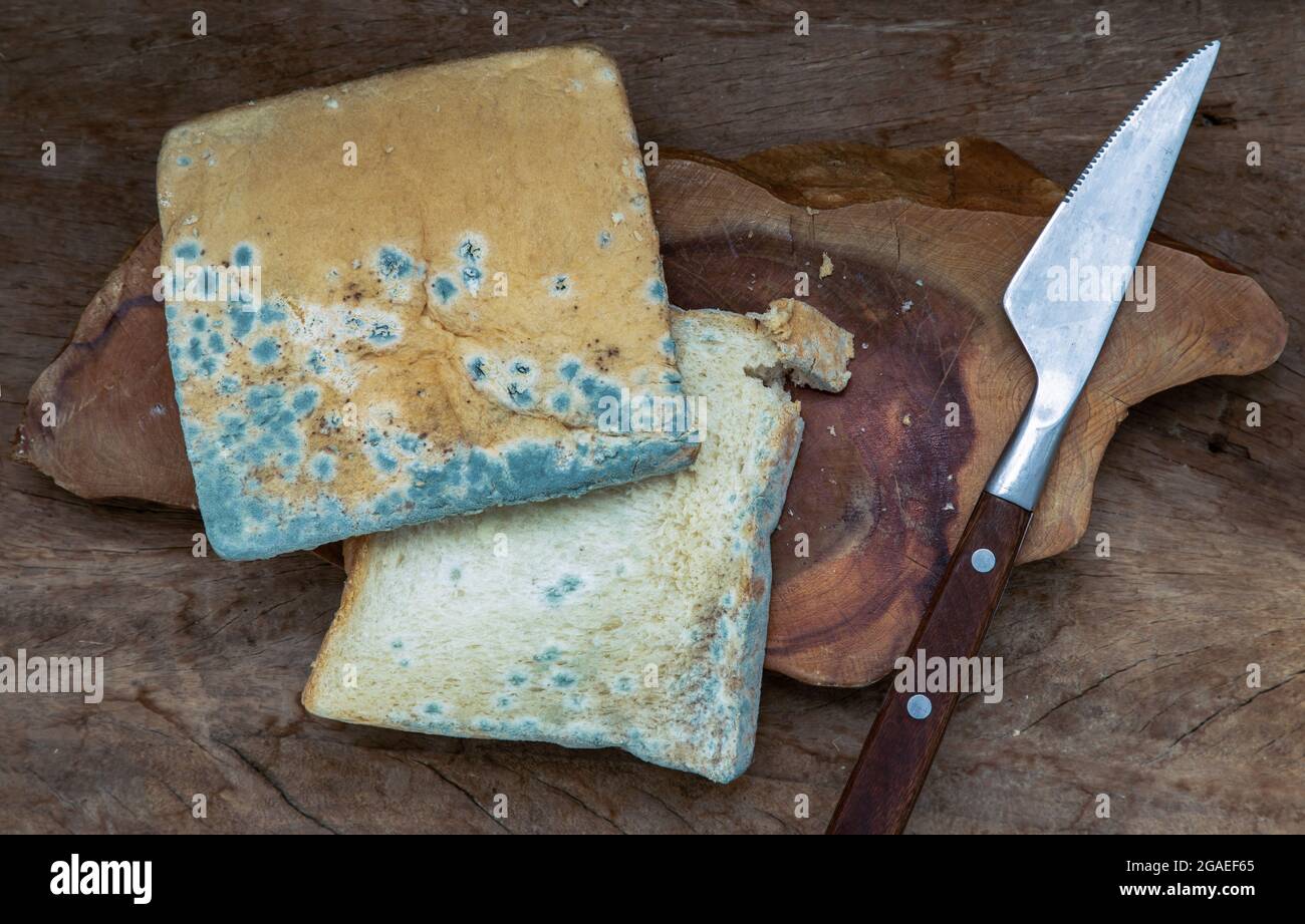 Mold growing rapidly on Moldy bread slices in green and white spores ...